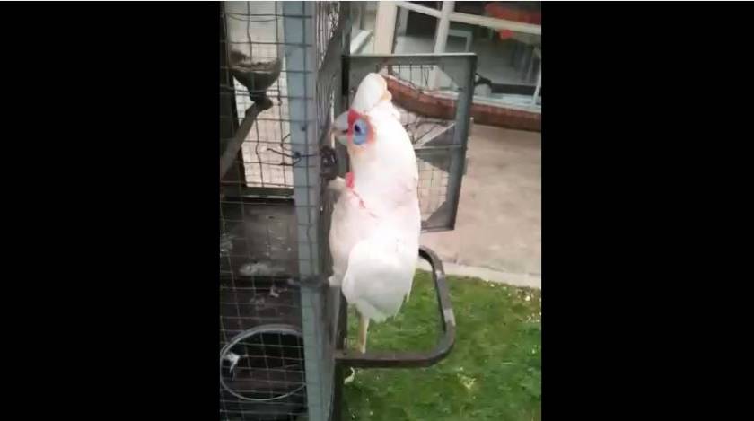 Σαρώνει στο διαδίκτυο: Παπαγάλος τραγουδά Σάκη Ρουβά σε διασκευή! (video)