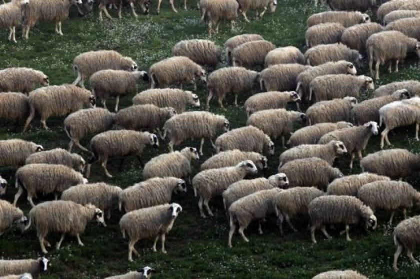 Φθιώτιδα: Απειλούν να κατεβάσουν τα κοπάδια στη Βουλή οι κτηνοτρόφοι (vid)