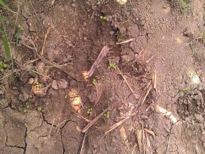 Πρέβεζα: Ζημιές από αγριογούρουνα σε καλλιέργειες στην Κορώνη