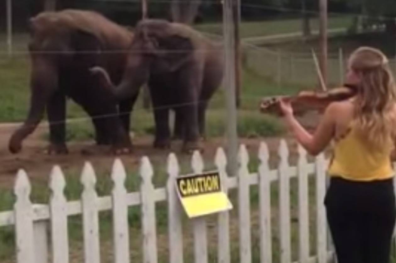 Το βίντεο που θα σας φτιάξει τη μέρα: Ελέφαντες χορεύουν… Μπαχ!