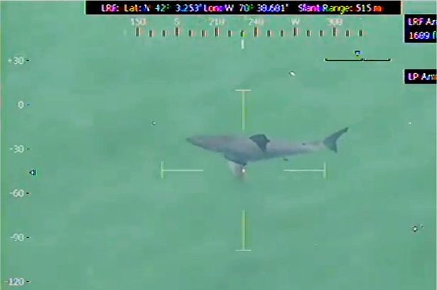 ΗΠΑ: Τεράστιος καρχαρίας ξύπνησε μνήμες από το Jaws! (video+photos)