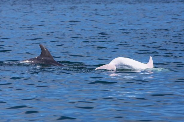 Δείτε τι εξαιρετικά σπάνιο δελφίνι εντοπίστηκε στη Μεσόγειο! (photos)