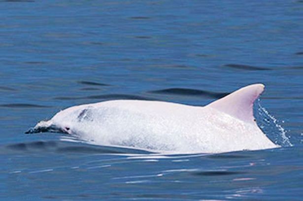 Δείτε τι εξαιρετικά σπάνιο δελφίνι εντοπίστηκε στη Μεσόγειο! (photos)