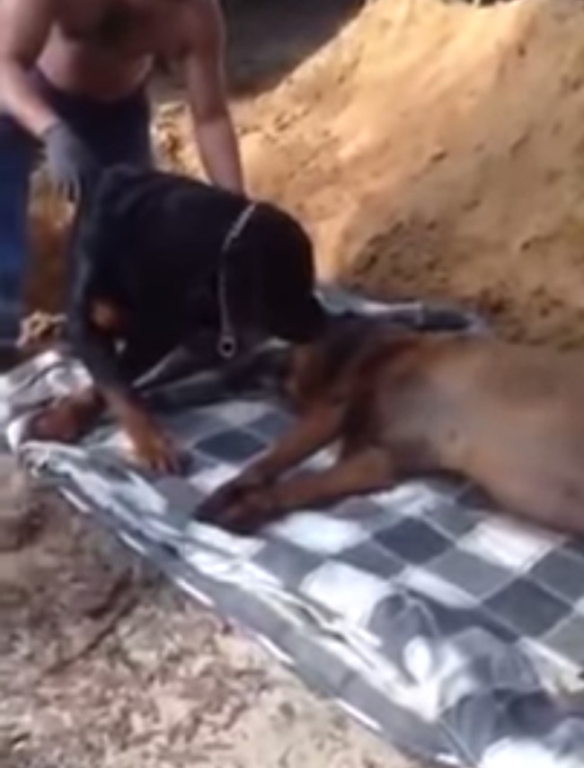 Συγκλονιστικό βίντεο: Σκύλος «θρηνεί» τον νεκρό αδερφό του... (pic+video)