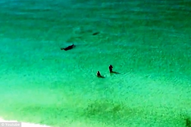 Τρομακτικό βίντεο: Καρχαρίας κυνηγά λουόμενους! (pics+video)