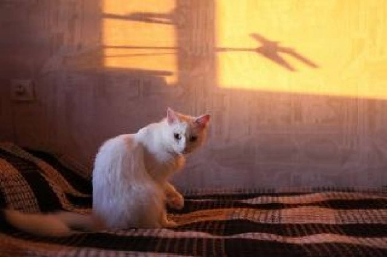 Αιδηψός: Νέα θηριωδία σε γάτα από 55χρονο–«Σκληραίνουν» οι ποινές (pic)