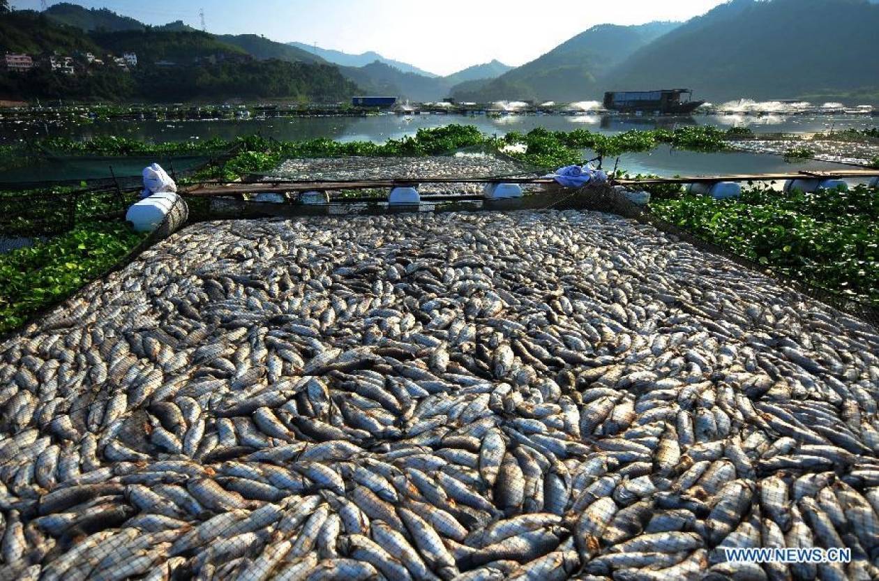 Μεξικό: Εντοπισμός 48 τόνων νεκρών ψαριών (video)