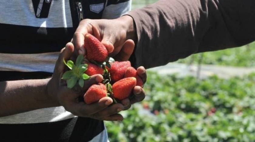 Guardian: Δεν έχει αλλάξει τίποτα στα χωράφια με τις φράουλες