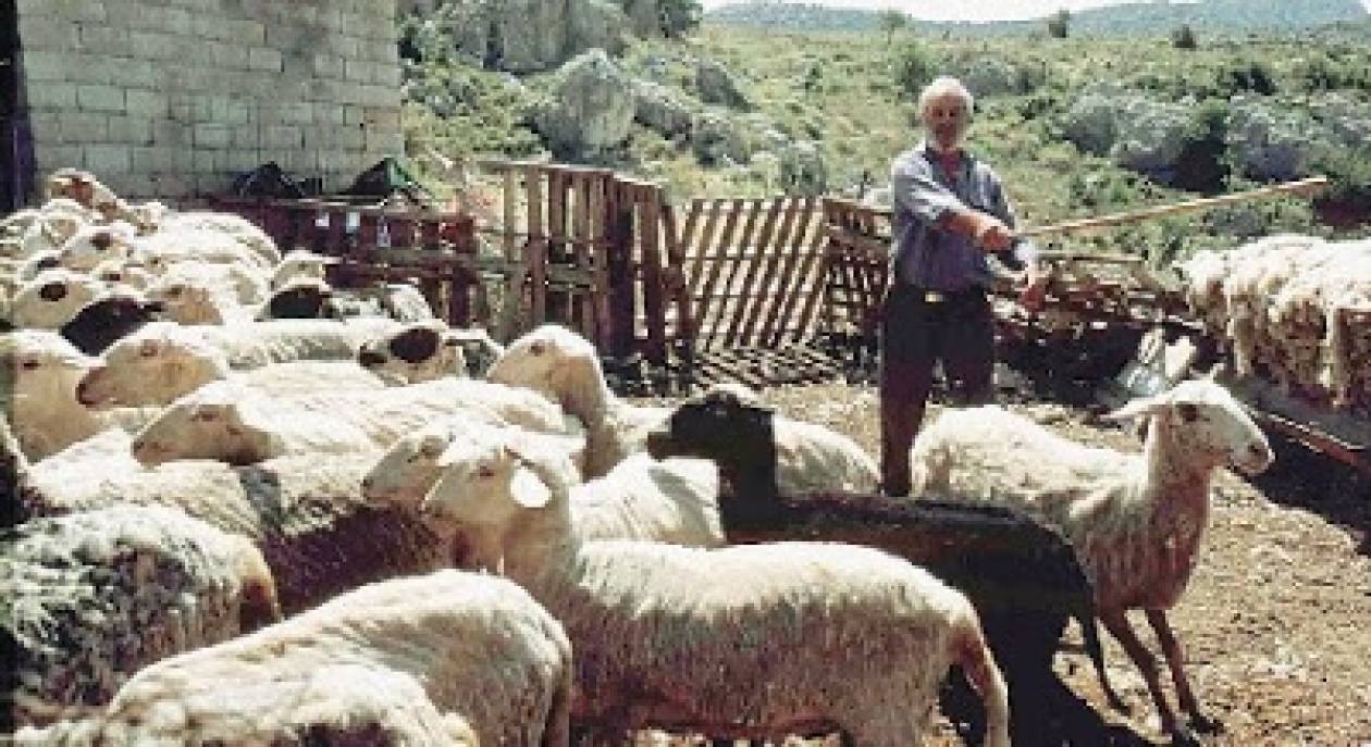 Κανονικά οι αποζημιώσεις σε κτηνοτρόφους με κοπάδια που προσβλήθηκαν από καταρροΐκό πυρετό