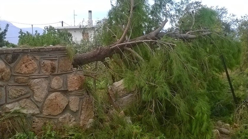 Εύβοια: Ανεμοστρόβιλος ξερίζωσε δέντρα-«Από τύχη δε θρηνήσαμε θύματα» (pic)