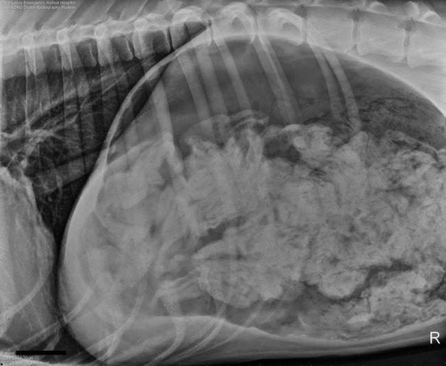 Δεν θα πιστέψετε τι βρήκαν στο στομάχι σκύλου! (pics)