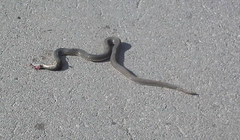 Πανικός στην Ξάνθη: Μεγάλο φίδι έκανε… βόλτες στην πόλη (pics-vid)