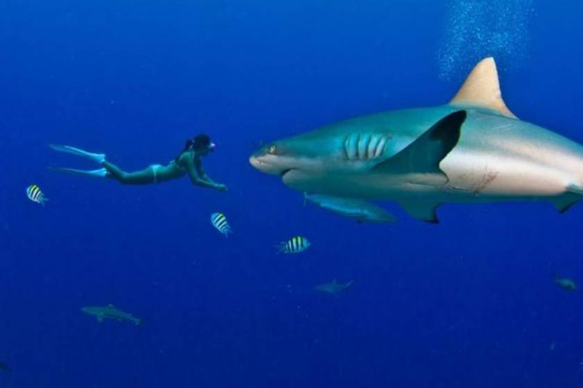 Αυστραλία: Οι καρχαρίες προτιμούν συντριπτικά τον ανδρικό... μεζέ! (vid)