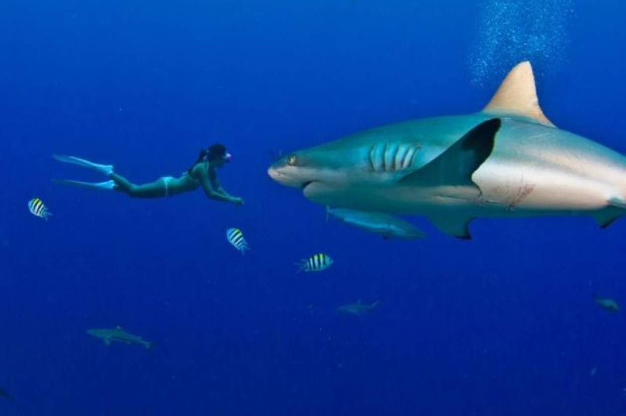 Αυστραλία: Οι καρχαρίες προτιμούν συντριπτικά τον ανδρικό... μεζέ! (vid)