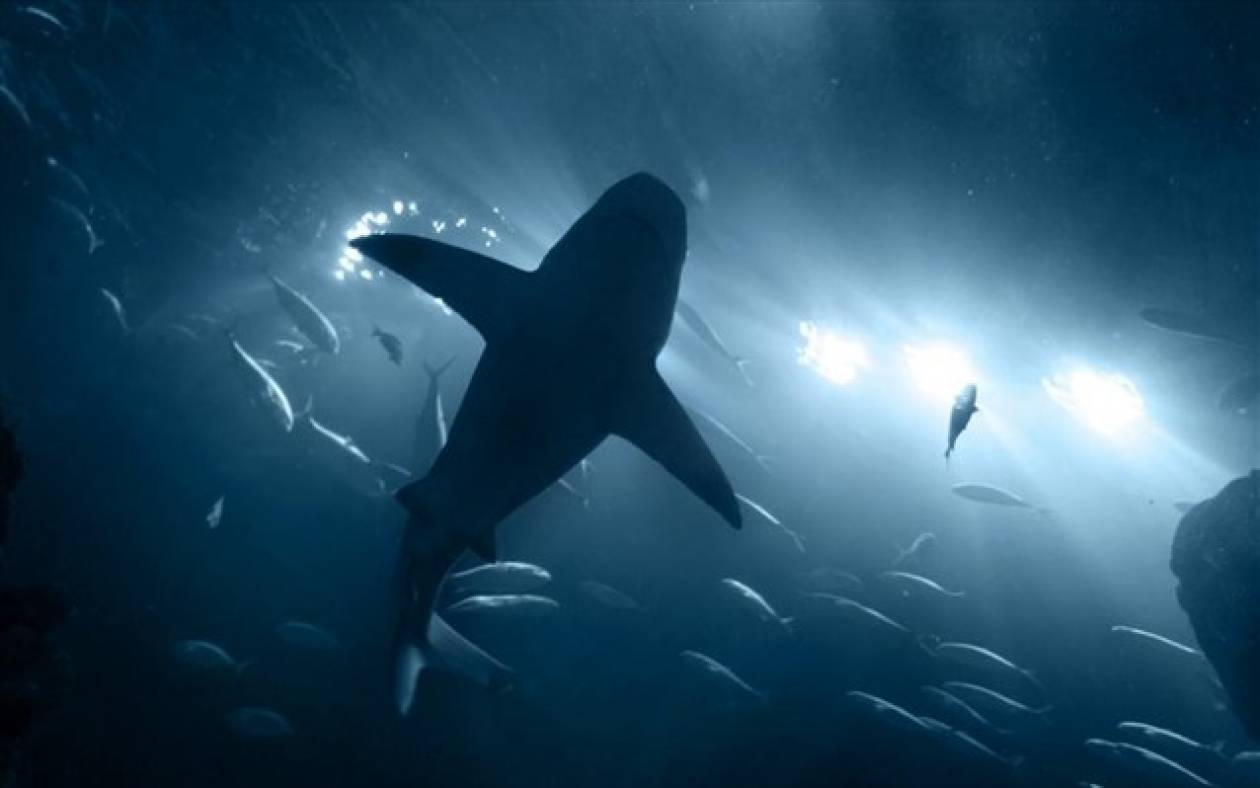 Αυστραλία: Νεκρός από επίθεση καρχαρία