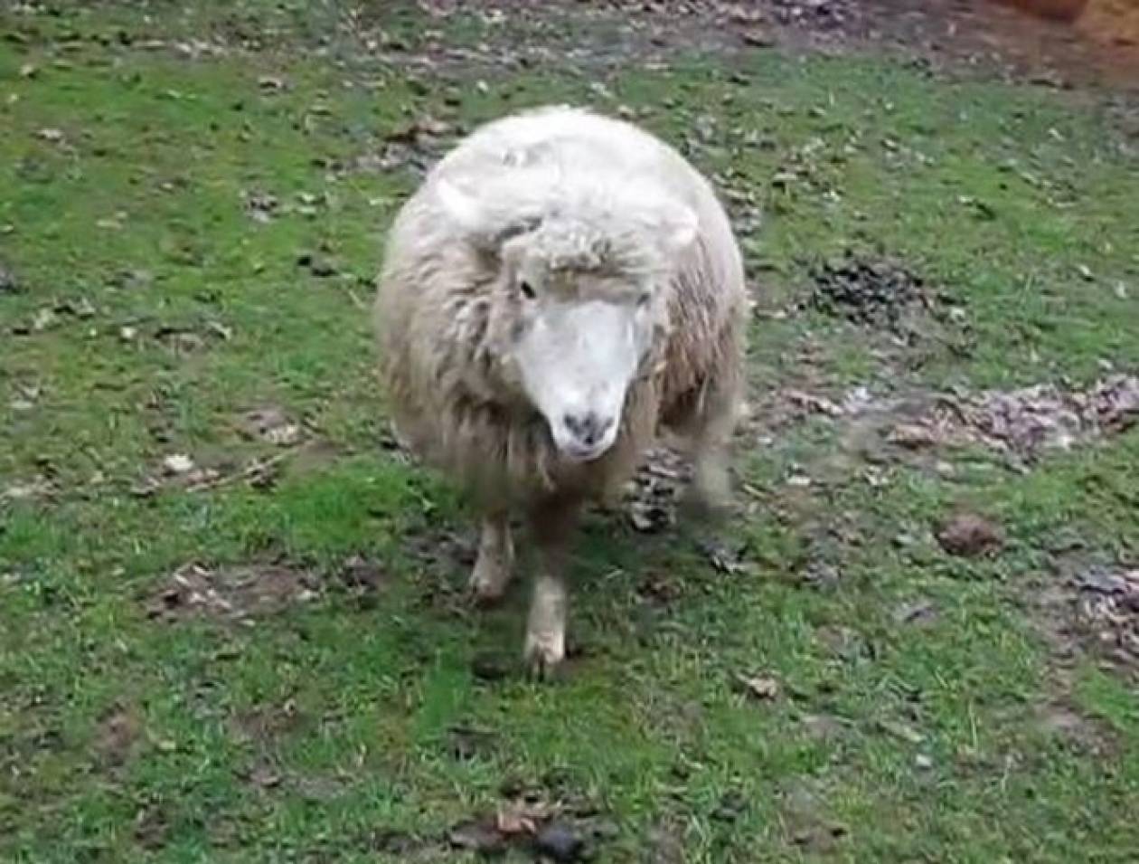 Φάρσαλα: Έσερνε το πρόβατο με το αυτοκίνητό του