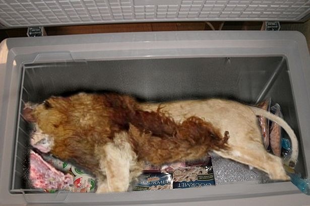 Νεκρό λιοντάρι βρέθηκε στον καταψύκτη εστιατορίου (pic)