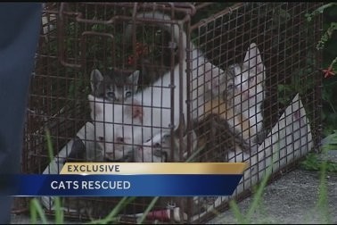 Η αστυνομία βρήκε... 50 ψόφιες γάτες σε ψυγεία μέσα σε μια κατοικία (pics)