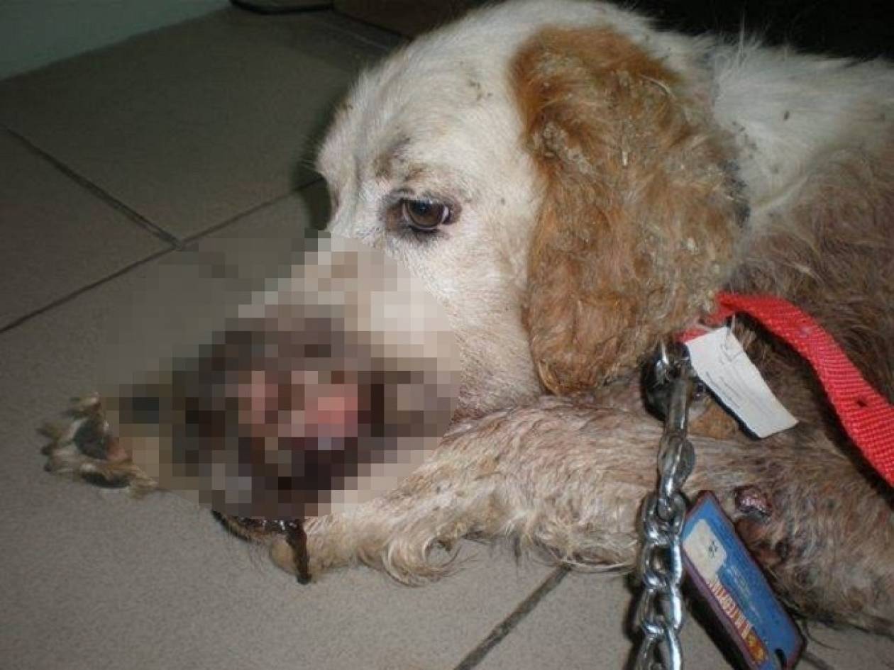 ΦΡΙΚΙΑΣΤΙΚΕΣ ΕΙΚΟΝΕΣ: Πυροβόλησαν σκύλο στο πρόσωπο στα Τρίκαλα (pics)!