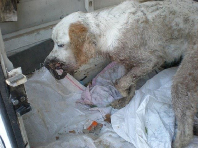 ΦΡΙΚΙΑΣΤΙΚΕΣ ΕΙΚΟΝΕΣ: Πυροβόλησαν σκύλο στο πρόσωπο στα Τρίκαλα (pics)!