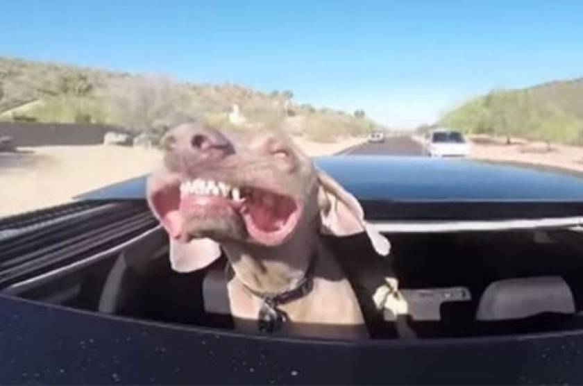 Σκύλος απολαμβάνει μια βόλτα από την ηλιοροφή αυτοκινήτου με απίθανο τρόπο (Video)