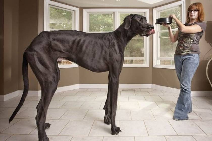 Πέθανε ο Δίας, το ψηλότερο σκυλί του κόσμου (βίντεο)