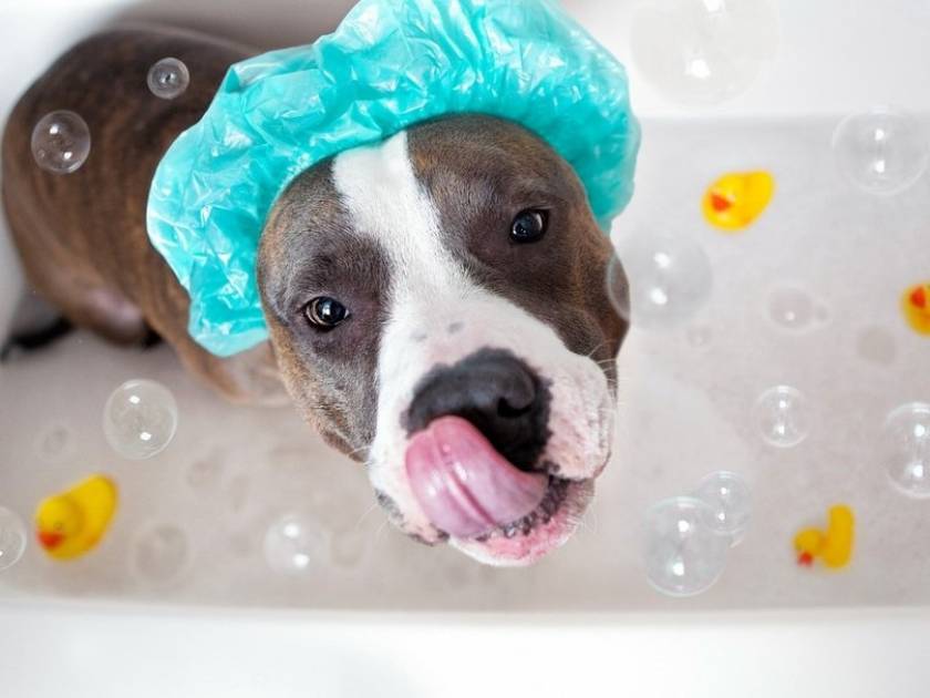 Αυτό θα πει χαλάρωση! - Σκύλος απολαμβάνει το μπάνιο του (vid)