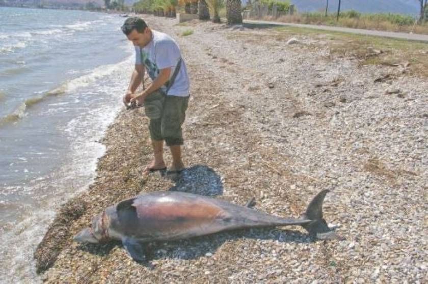 Dead dolphin washed ashore in Greece