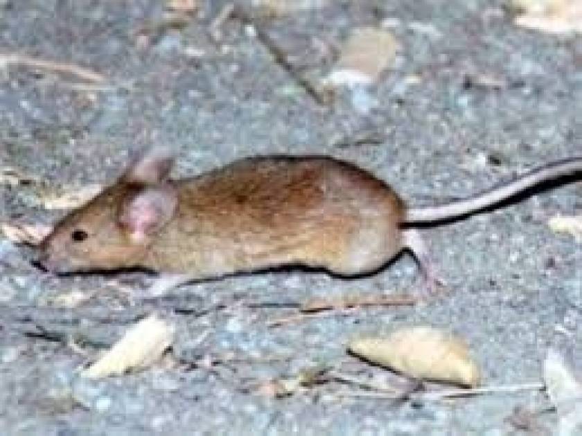 Ποντίκια επιτέθηκαν σε τρίχρονο ενώ κοιμόταν (σκληρές εικόνες)