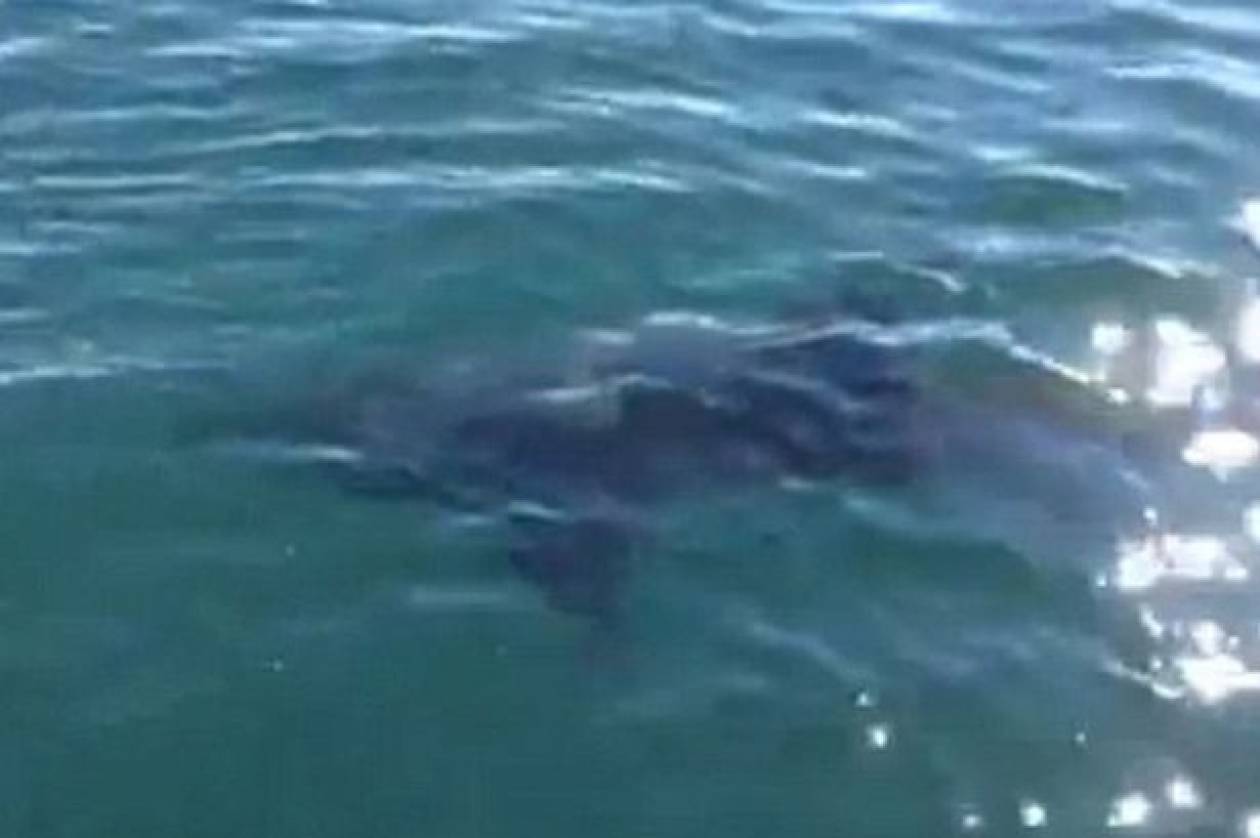 Δείτε τη στιγμή που ψαράς εντοπίζει λευκό καρχαρία (βίντεο)