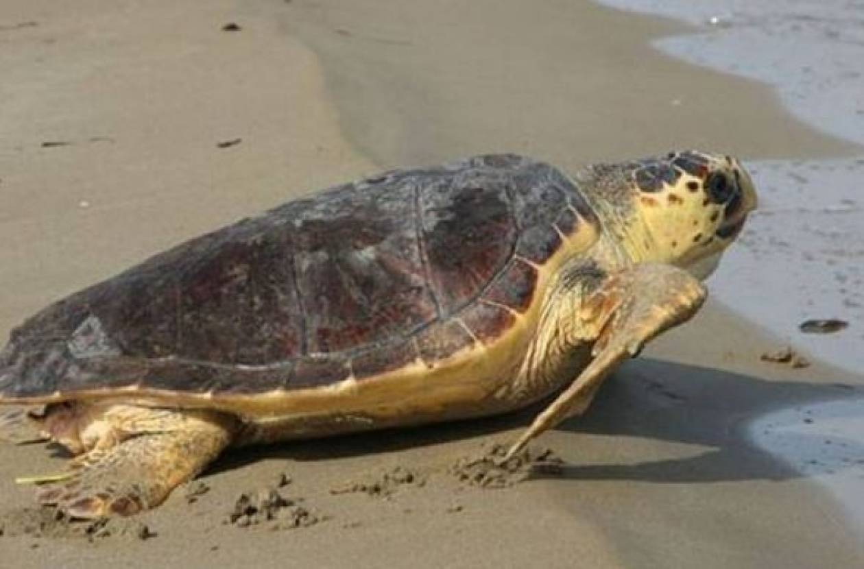 Κυπαρισσία: Ξεκοίλιασαν νεκρή χελώνα για να πάρουν το καβούκι