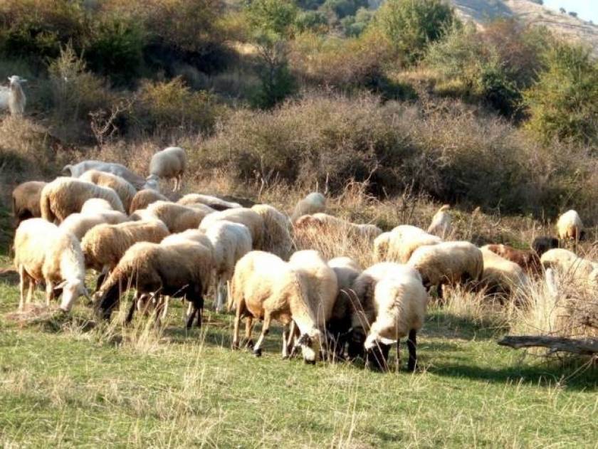 Farms in the Peloponnese sprayed against catarrhal fever