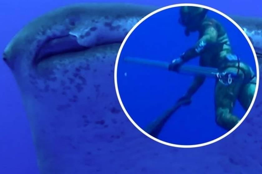 Ατλαντικός: Φαλαινοκαρχαρίας επιτέθηκε σε δύτη! (video)