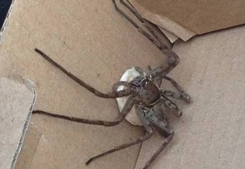 Δηλητηριώδης αράχνη δάγκωσε τετράχρονη (σκληρές εικόνες)