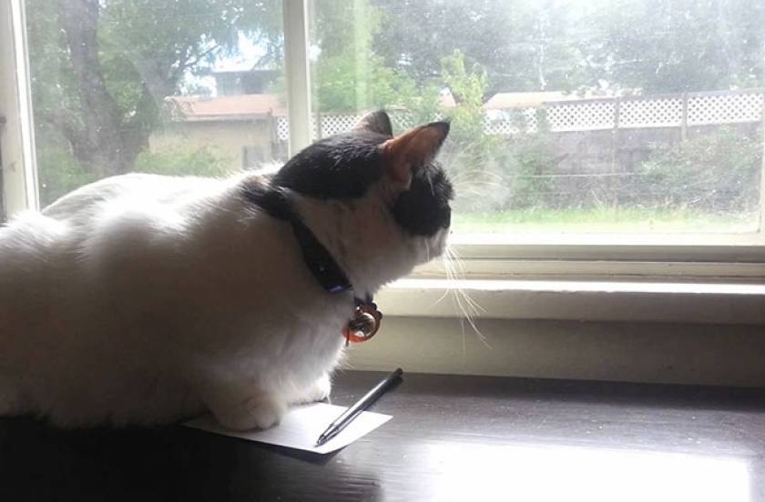 Γιατί αυτή η γάτα κάθεται όλη μέρα λυπημένη στο παράθυρο; (Video)