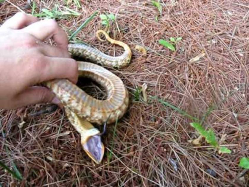 Φίδι κάνει το ψόφιο με απίστευτο τρόπο (Video)