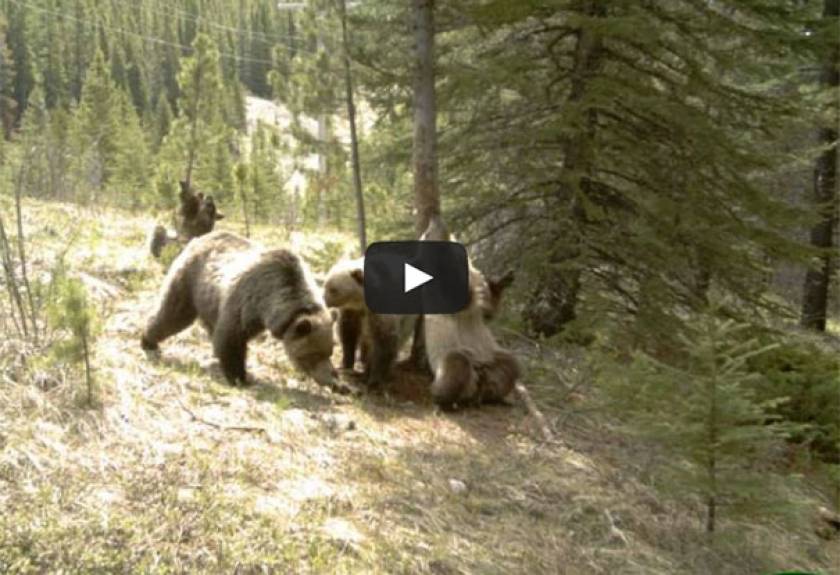 Τι κάνουν οι αρκούδες μόνες τους στο δάσος (Video)