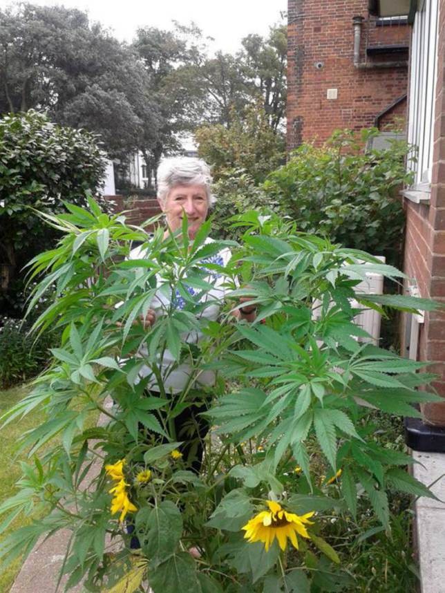 Γιαγιά καλλιεργούσε στον κήπο της κάνναβη κατά... λάθος! (pics )