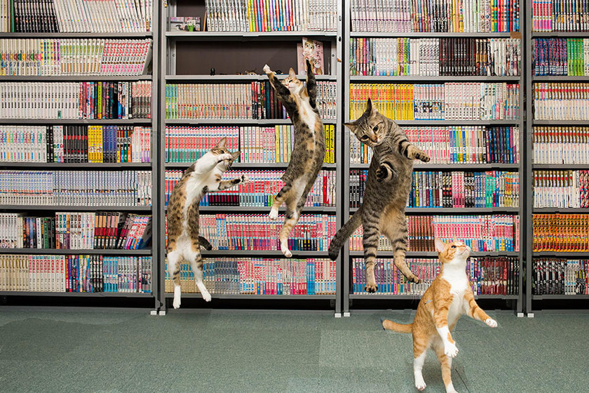 Οι γάτες – νίντζα που «σαρώνουν» το διαδίκτυο 