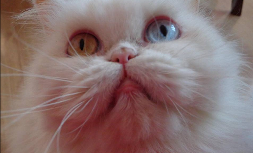 Οι γάτες – νίντζα που «σαρώνουν» το διαδίκτυο 