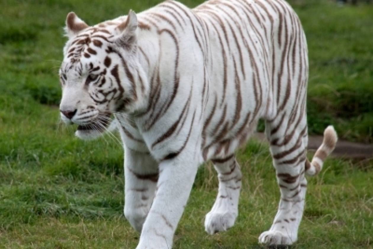 Σοκ: Λευκή τίγρης κατασπάραξε 12 χρόνο αγόρι
