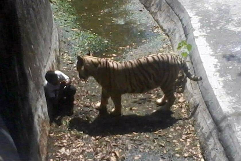 Νέο Δελχί: Η φρικιαστική στιγμή που τίγρη κατασπάραξε νεαρό (pics+vid)
