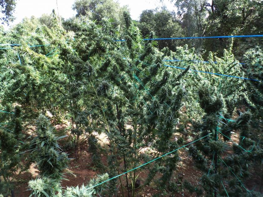 Κρήτη: Εντοπίστηκαν φυτείες με 530 δενδρύλλια κάνναβης στον Μυλοπόταμο (pics)
