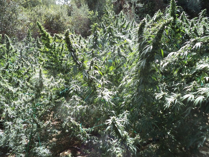Κρήτη: Εντοπίστηκαν φυτείες με 530 δενδρύλλια κάνναβης στον Μυλοπόταμο (pics)
