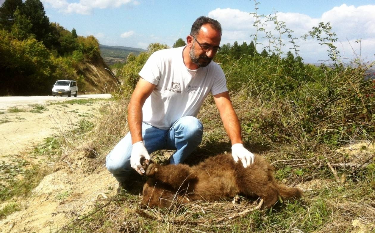 Νεκρό αρκουδάκι από τροχαίο στην Καστοριά