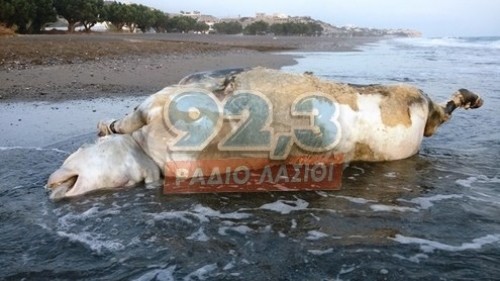 Κρήτη: Κουφάρι ταύρου ξέβρασε η θάλασσα στον Άγιο Αντρέα (pic)