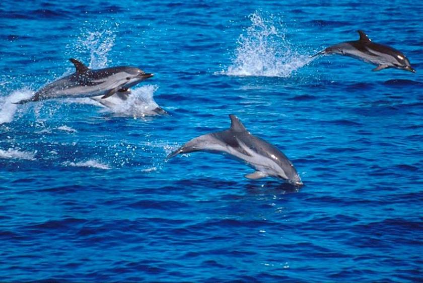 Πήλιο: Ξεβράστηκε νεκρό δελφίνι στην παραλία Χόρτου (pic)