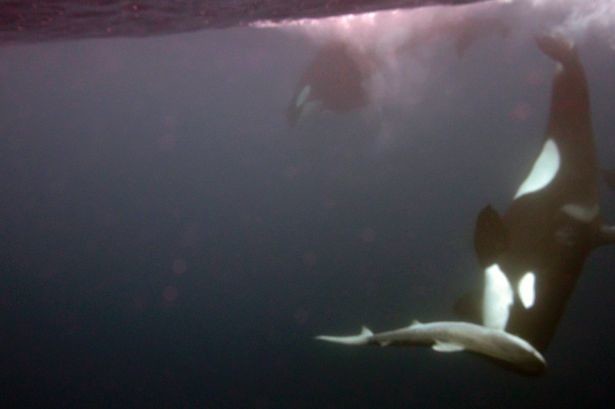 Κόστα Ρίκα: Η επική μάχη φάλαινας-δολοφόνου με καρχαρία-τίγρη! (vid+pics)