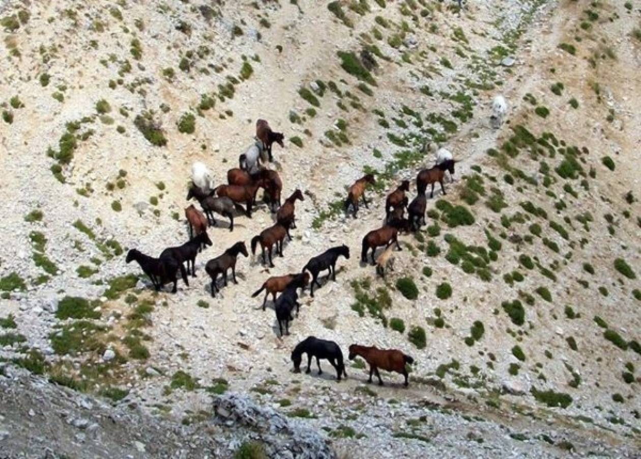 Σούλι: Αυξήθηκαν τα άγρια άλογα