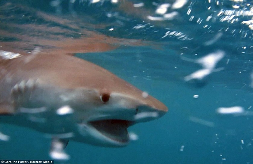 Η τρομακτική στιγμή που φάλαινα δολοφόνος τρώει καρχαρία! (pics+video)